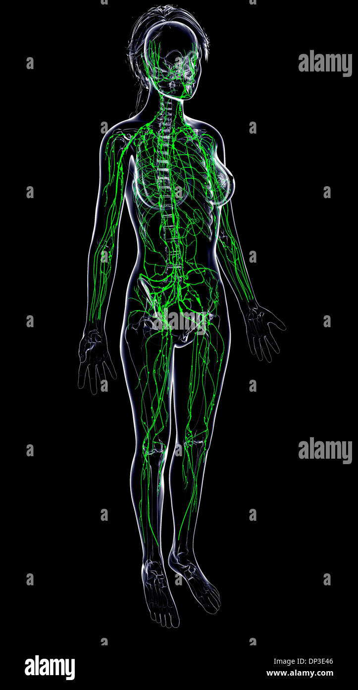 Female lymphatic system, artwork Stock Photo - Alamy